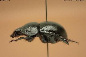  ( - BGE_00575_F11)  @11 [ ] Creative Commons Attribution NonCommercial ShareAlike (2024) (2024) Research Center in Biodiversity and Genetic Resources Research Center in Biodiversity and Genetic Resources