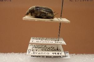  ( - BGE_00575_G07)  @11 [ ] Creative Commons Attribution NonCommercial ShareAlike (2024) (2024) Research Center in Biodiversity and Genetic Resources Research Center in Biodiversity and Genetic Resources