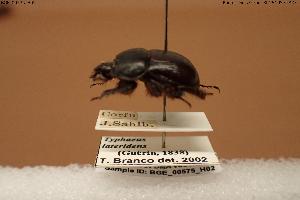  (Typhaeus lateridens - BGE_00575_H02)  @11 [ ] Creative Commons Attribution NonCommercial ShareAlike (2024) (2024) Research Center in Biodiversity and Genetic Resources Research Center in Biodiversity and Genetic Resources