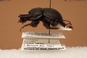  (Typhaeus hiostius - BGE_00575_H04)  @11 [ ] Creative Commons Attribution NonCommercial ShareAlike (2024) (2024) Research Center in Biodiversity and Genetic Resources Research Center in Biodiversity and Genetic Resources