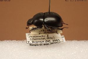  ( - BGE_00706_A12)  @11 [ ] Creative Commons Attribution NonCommercial ShareAlike (2024) (2024) Research Center in Biodiversity and Genetic Resources Research Center in Biodiversity and Genetic Resources