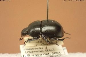  ( - BGE_00706_A12)  @11 [ ] Creative Commons Attribution NonCommercial ShareAlike (2024) (2024) Research Center in Biodiversity and Genetic Resources Research Center in Biodiversity and Genetic Resources