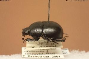  ( - BGE_00706_B01)  @11 [ ] Creative Commons Attribution NonCommercial ShareAlike (2024) (2024) Research Center in Biodiversity and Genetic Resources Research Center in Biodiversity and Genetic Resources