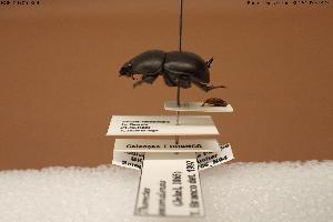  (Silphotrupes escorialensis - BGE_00706_B04)  @11 [ ] Creative Commons Attribution NonCommercial ShareAlike (2024) (2024) Research Center in Biodiversity and Genetic Resources Research Center in Biodiversity and Genetic Resources