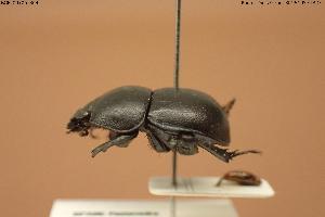  ( - BGE_00706_B04)  @11 [ ] Creative Commons Attribution NonCommercial ShareAlike (2024) (2024) Research Center in Biodiversity and Genetic Resources Research Center in Biodiversity and Genetic Resources