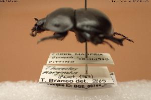  ( - BGE_00706_B06)  @11 [ ] Creative Commons Attribution NonCommercial ShareAlike (2024) (2024) Research Center in Biodiversity and Genetic Resources Research Center in Biodiversity and Genetic Resources