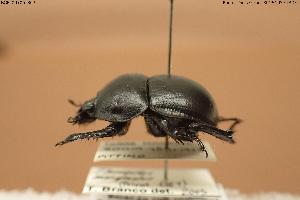  ( - BGE_00706_B07)  @11 [ ] Creative Commons Attribution NonCommercial ShareAlike (2024) (2024) Research Center in Biodiversity and Genetic Resources Research Center in Biodiversity and Genetic Resources