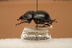  ( - BGE_00706_B08)  @11 [ ] Creative Commons Attribution NonCommercial ShareAlike (2024) (2024) Research Center in Biodiversity and Genetic Resources Research Center in Biodiversity and Genetic Resources