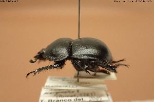  ( - BGE_00706_B08)  @11 [ ] Creative Commons Attribution NonCommercial ShareAlike (2024) (2024) Research Center in Biodiversity and Genetic Resources Research Center in Biodiversity and Genetic Resources