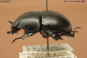  ( - BGE_00706_B09)  @11 [ ] Creative Commons Attribution NonCommercial ShareAlike (2024) (2024) Research Center in Biodiversity and Genetic Resources Research Center in Biodiversity and Genetic Resources