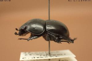  ( - BGE_00706_B10)  @11 [ ] Creative Commons Attribution NonCommercial ShareAlike (2024) (2024) Research Center in Biodiversity and Genetic Resources Research Center in Biodiversity and Genetic Resources