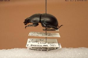  ( - BGE_00706_B11)  @11 [ ] Creative Commons Attribution NonCommercial ShareAlike (2024) (2024) Research Center in Biodiversity and Genetic Resources Research Center in Biodiversity and Genetic Resources