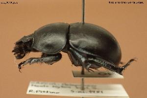  ( - BGE_00706_B11)  @11 [ ] Creative Commons Attribution NonCommercial ShareAlike (2024) (2024) Research Center in Biodiversity and Genetic Resources Research Center in Biodiversity and Genetic Resources