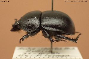  ( - BGE_00706_B12)  @11 [ ] Creative Commons Attribution NonCommercial ShareAlike (2024) (2024) Research Center in Biodiversity and Genetic Resources Research Center in Biodiversity and Genetic Resources