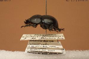  (Lethrus brachiicollis - BGE_00706_C02)  @11 [ ] Creative Commons Attribution NonCommercial ShareAlike (2024) (2024) Research Center in Biodiversity and Genetic Resources Research Center in Biodiversity and Genetic Resources
