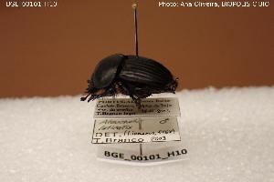  (Ateuchetus laticollis - BGE_00101_H10)  @11 [ ] Creative Commons Attribution NonCommercial ShareAlike (2023) (2023) Research Center in Biodiversity and Genetic Resources Research Center in Biodiversity and Genetic Resources