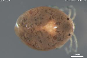  (Typhinae - BGE_00708_D05)  @11 [ ] Creative Commons Attribution NonCommercial ShareAlike (2024) (2024) Research Center in Biodiversity and Genetic Resources Research Center in Biodiversity and Genetic Resources