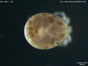  ( - BGE_00584_D08)  @11 [ ] Creative Commons Attribution NonCommercial ShareAlike (2023) (2024) Research Center in Biodiversity and Genetic Resources Research Center in Biodiversity and Genetic Resources