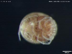  ( - BGE_00584_D08)  @11 [ ] Creative Commons Attribution NonCommercial ShareAlike (2023) (2024) Research Center in Biodiversity and Genetic Resources Research Center in Biodiversity and Genetic Resources