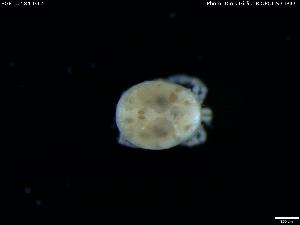  ( - BGE_00584_G12)  @11 [ ] Creative Commons Attribution NonCommercial ShareAlike (2023) (2024) Research Center in Biodiversity and Genetic Resources Research Center in Biodiversity and Genetic Resources