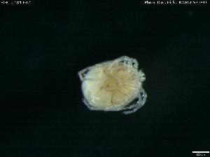  ( - BGE_00584_G12)  @11 [ ] Creative Commons Attribution NonCommercial ShareAlike (2023) (2024) Research Center in Biodiversity and Genetic Resources Research Center in Biodiversity and Genetic Resources