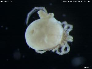  ( - BGE_00584_H01)  @11 [ ] Creative Commons Attribution NonCommercial ShareAlike (2023) (2024) Research Center in Biodiversity and Genetic Resources Research Center in Biodiversity and Genetic Resources