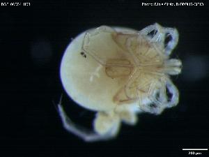  ( - BGE_00584_H01)  @11 [ ] Creative Commons Attribution NonCommercial ShareAlike (2023) (2024) Research Center in Biodiversity and Genetic Resources Research Center in Biodiversity and Genetic Resources