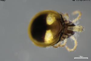  (Torrenticola galaica - BGE_00580_F08)  @11 [ ] Creative Commons Attribution NonCommercial ShareAlike (2023) (2024) Research Center in Biodiversity and Genetic Resources Research Center in Biodiversity and Genetic Resources