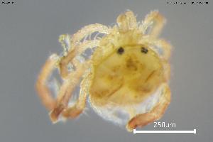  (Aturus intermedius - BGE_00580_H11)  @11 [ ] Creative Commons Attribution NonCommercial ShareAlike (2023) (2024) Research Center in Biodiversity and Genetic Resources Research Center in Biodiversity and Genetic Resources