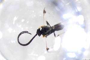  ( - 24BBHS01-F12)  @11 [ ] CreativeCommons - Attribution (2025) The University of Adelaide The University of Adelaide