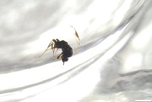  ( - 24BBHS15-G12)  @11 [ ] CreativeCommons - Attribution (2025) The University of Adelaide The University of Adelaide