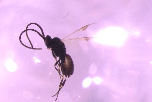  ( - 24BBHS15-G8)  @11 [ ] CreativeCommons - Attribution (2025) The University of Adelaide The University of Adelaide