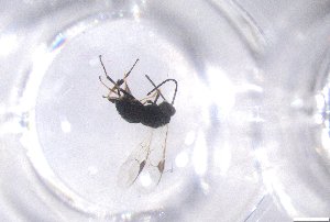  ( - 24BBHS21-D8)  @11 [ ] CreativeCommons - Attribution (2025) The University of Adelaide The University of Adelaide