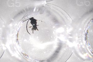  ( - 24BBHS22-G5)  @11 [ ] CreativeCommons - Attribution (2025) The University of Adelaide The University of Adelaide