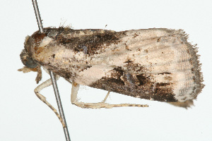  ( - 09BBLEP-04550)  @12 [ ] CreativeCommons - Attribution (2009) CBG Photography Group Centre for Biodiversity Genomics