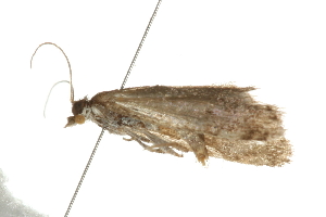  ( - 09BBELE-0671)  @12 [ ] CreativeCommons - Attribution (2009) CBG Photography Group Centre for Biodiversity Genomics