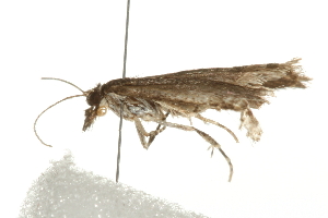  ( - 09BBELE-0858)  @12 [ ] CreativeCommons - Attribution (2009) CBG Photography Group Centre for Biodiversity Genomics