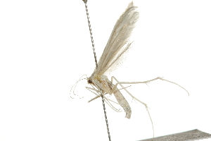  ( - 09BBELE-0880)  @12 [ ] CreativeCommons - Attribution (2009) CBG Photography Group Centre for Biodiversity Genomics