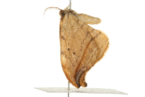  ( - 09BBELE-0944)  @13 [ ] CreativeCommons - Attribution (2009) CBG Photography Group Centre for Biodiversity Genomics