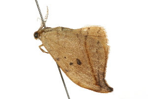  ( - 09BBELE-0003)  @13 [ ] CreativeCommons - Attribution (2009) CBG Photography Group Centre for Biodiversity Genomics