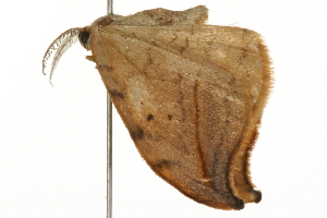  ( - 09BBELE-0209)  @13 [ ] CreativeCommons - Attribution (2009) CBG Photography Group Centre for Biodiversity Genomics