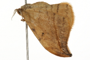  ( - 09BBELE-0213)  @13 [ ] CreativeCommons - Attribution (2009) CBG Photography Group Centre for Biodiversity Genomics