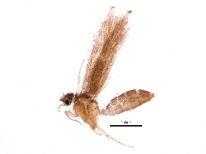  (Hydroptila ajax - BIOUG01927-D12)  @13 [ ] CreativeCommons - Attribution (2016) CBG Photography Group Centre for Biodiversity Genomics