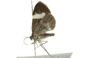  ( - 10BBCLP-0397)  @13 [ ] CreativeCommons - Attribution (2010) CBG Photography Group Centre for Biodiversity Genomics