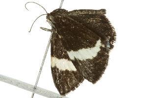  ( - 10BBCLP-0398)  @13 [ ] CreativeCommons - Attribution (2010) CBG Photography Group Centre for Biodiversity Genomics