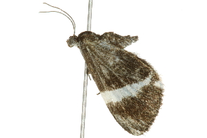  ( - 10BBCLP-0400)  @13 [ ] CreativeCommons - Attribution (2010) CBG Photography Group Centre for Biodiversity Genomics