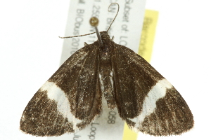  ( - 10BBCLP-0402)  @13 [ ] CreativeCommons - Attribution (2010) CBG Photography Group Centre for Biodiversity Genomics