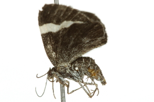  ( - 10BBCLP-0404)  @13 [ ] CreativeCommons - Attribution (2010) CBG Photography Group Centre for Biodiversity Genomics