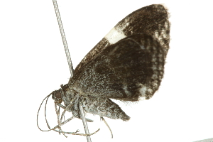  ( - 10BBCLP-0405)  @13 [ ] CreativeCommons - Attribution (2010) CBG Photography Group Centre for Biodiversity Genomics