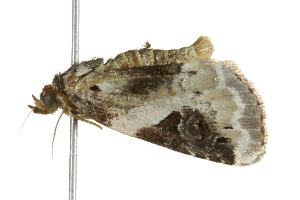  ( - 10BBCLP-0654)  @12 [ ] CreativeCommons - Attribution (2011) CBG Photography Group Centre for Biodiversity Genomics